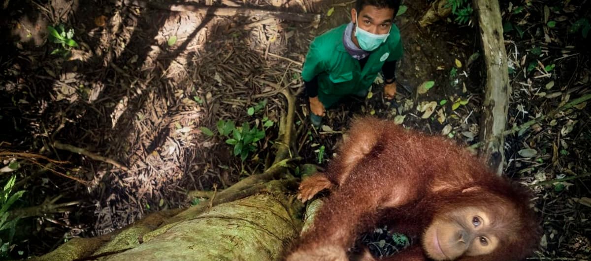 Help these orphaned orangutans weather the COVID-19 pandemic and return to the wild